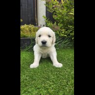 Golden Retriever - Both