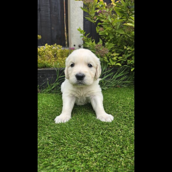 Golden Retriever - Both