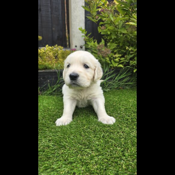 Golden Retriever - Both