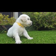 Golden Retriever - Both