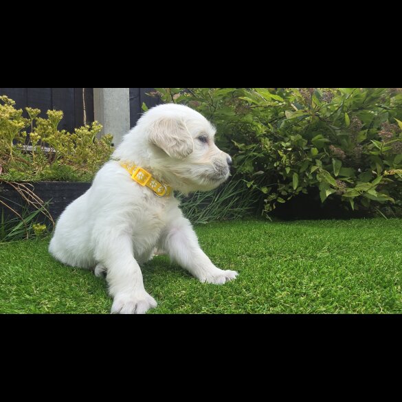 Golden Retriever - Both
