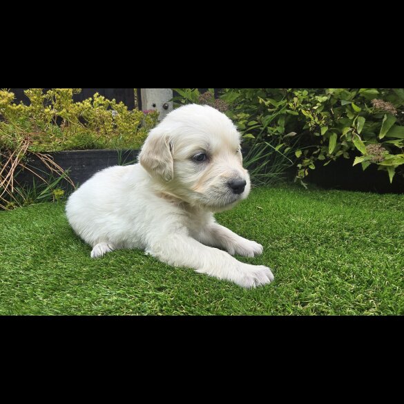 Golden Retriever - Both