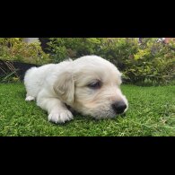 Golden Retriever - Both