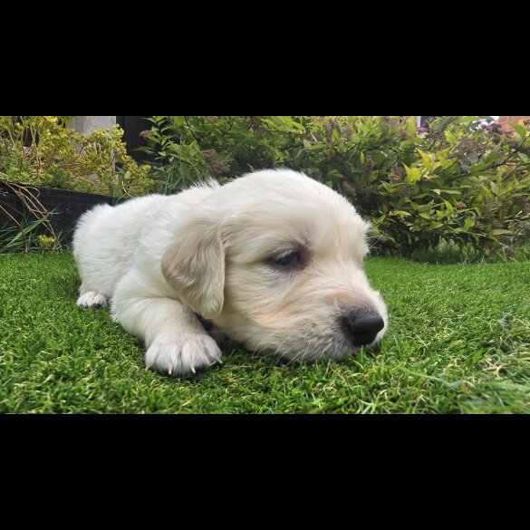 Golden Retriever - Both
