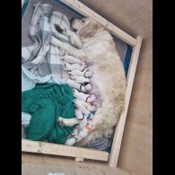 Golden Retriever - Both