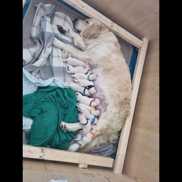 Golden Retriever - Both