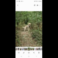 Golden Retriever - Both