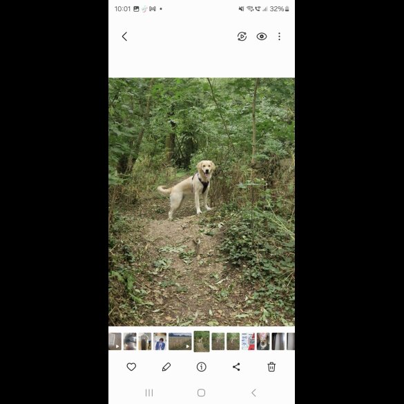 Golden Retriever - Both