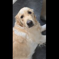 Golden Retriever - Both
