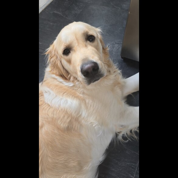 Golden Retriever - Both