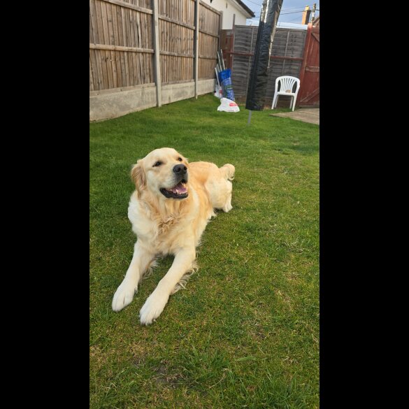 Golden Retriever - Both