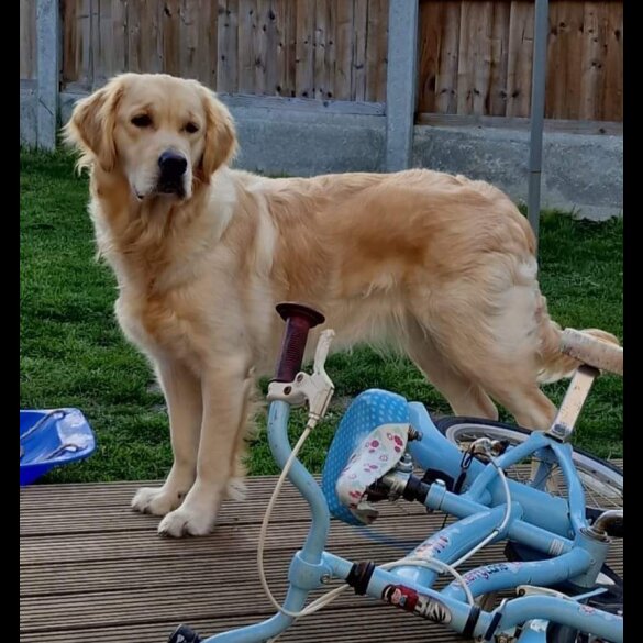 Golden Retriever - Both