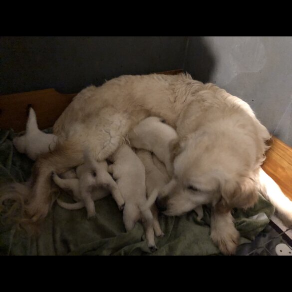 Golden Retriever - Both