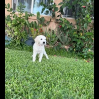 Golden Retriever - Both