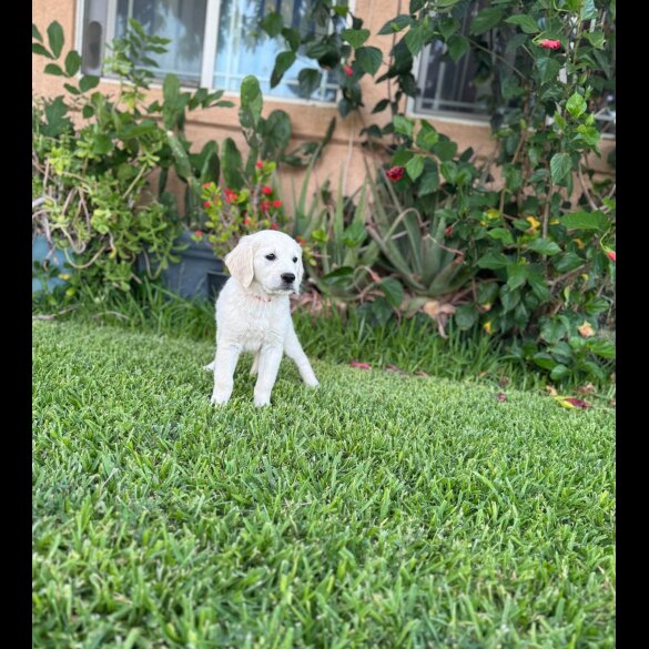 Golden Retriever - Both