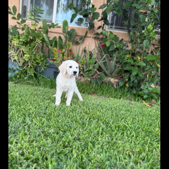 Golden Retriever - Both