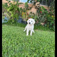 Golden Retriever - Both