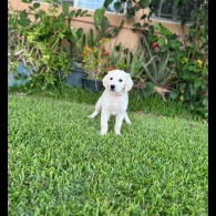 Golden Retriever - Both