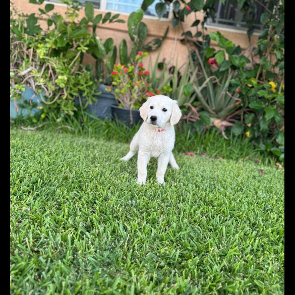 Golden Retriever - Both
