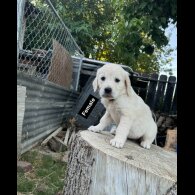 Golden Retriever - Both