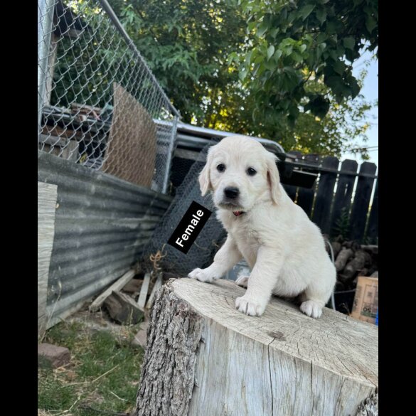 Golden Retriever - Both