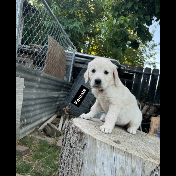 Golden Retriever - Both