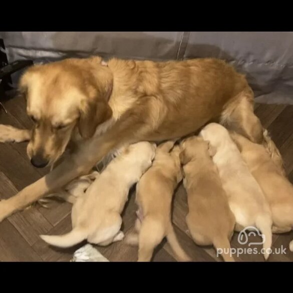 Golden Retriever - Both