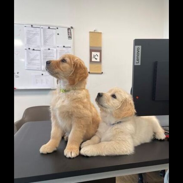 Golden Retriever - Both