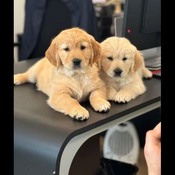 Golden Retriever - Both