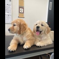 Golden Retriever - Both