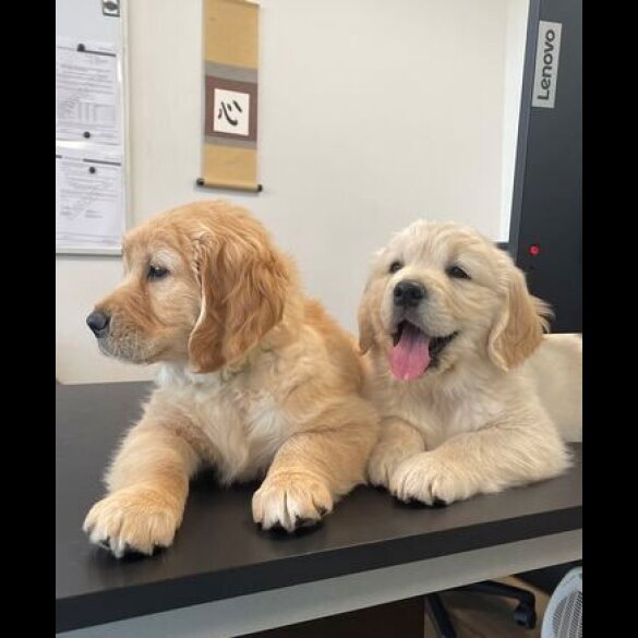 Golden Retriever - Both