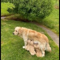 Golden Retriever - Both