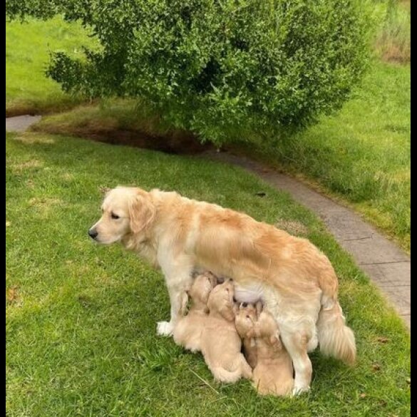 Golden Retriever - Both