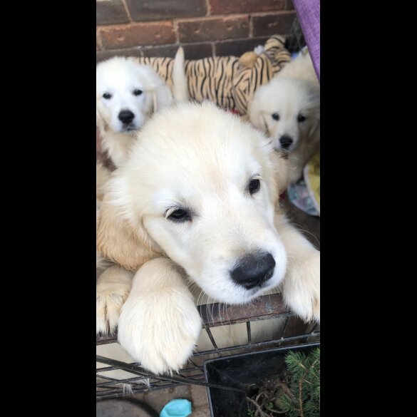 Golden Retriever - Both