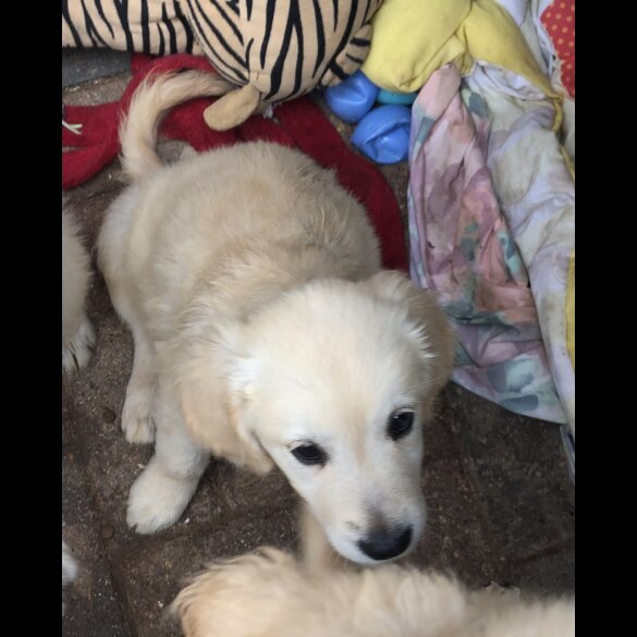 Golden Retriever - Both