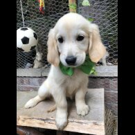 Golden Retriever - Both