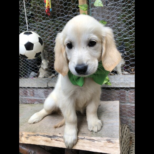 Golden Retriever - Both