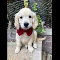 Golden Retriever - Both
