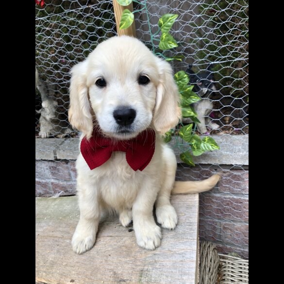 Golden Retriever - Both
