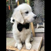 Golden Retriever - Both