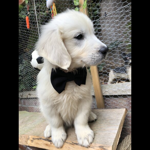 Golden Retriever - Both