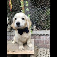Golden Retriever - Both
