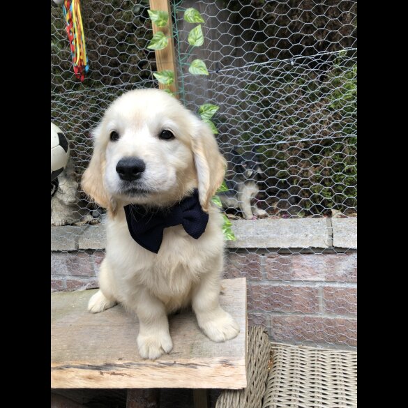 Golden Retriever - Both