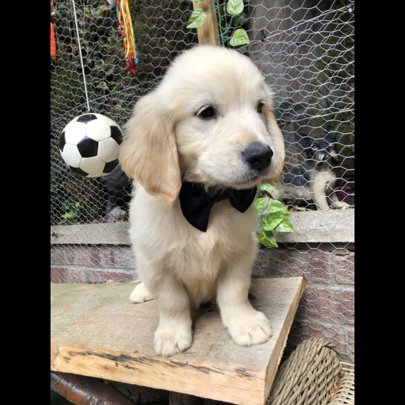 Golden Retriever - Both