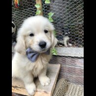 Golden Retriever - Both