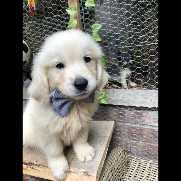 Golden Retriever - Both