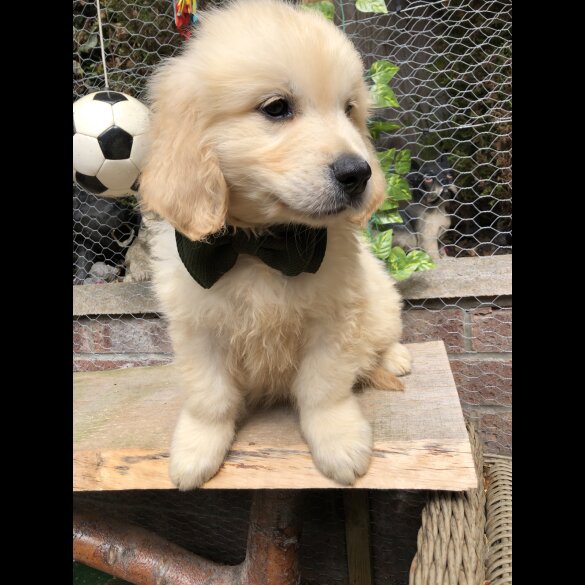 Golden Retriever - Both