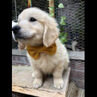 Golden Retriever - Both