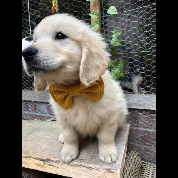 Golden Retriever - Both