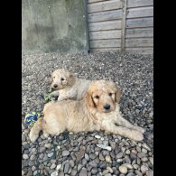 Goldendoodle - Bitches